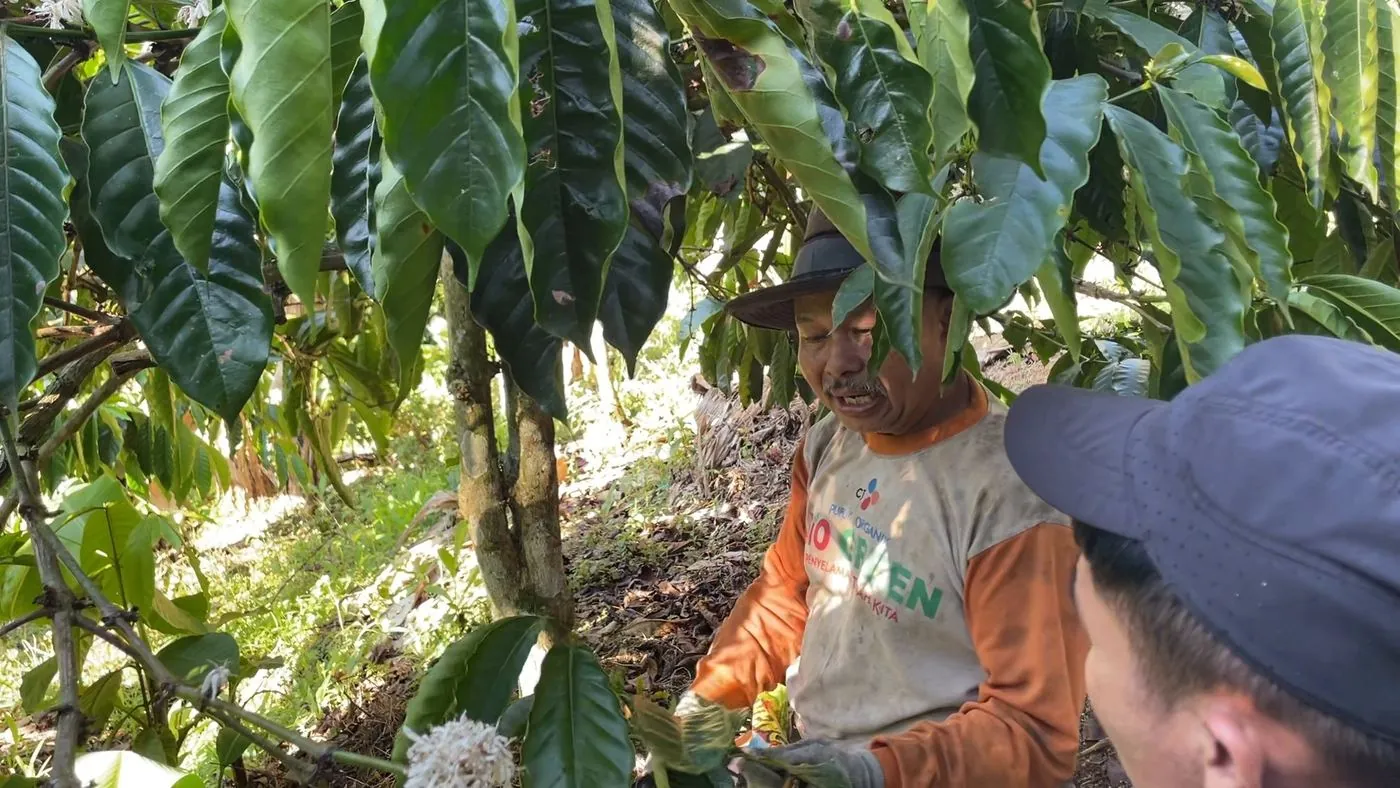 Petani berdiri di antara tanaman kopi sambil berbincang dengan dua orang lainnya