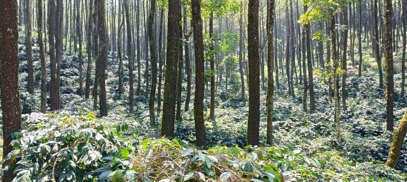 Kebun kopi di bawah pepohonan tinggi di lanskap perbukitan