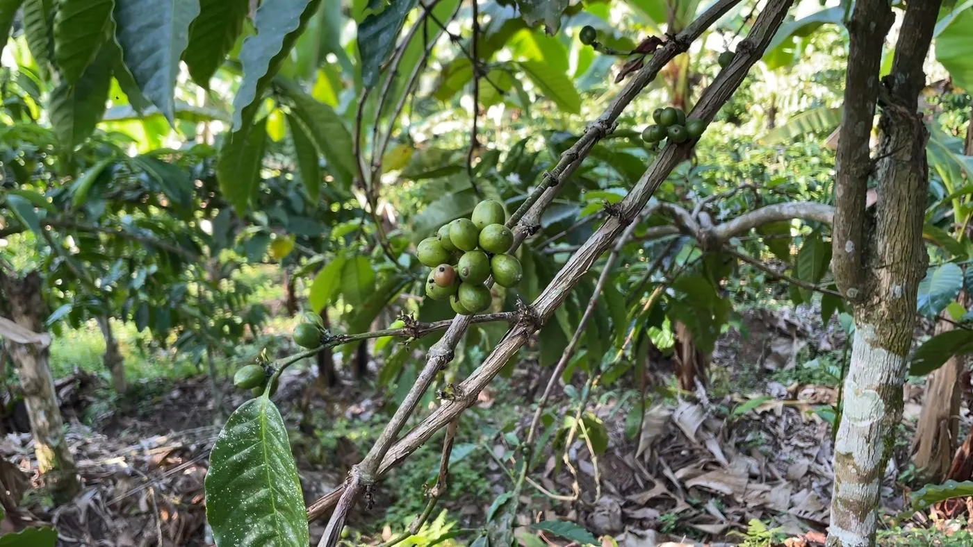 Ceri kopi hijau pada cabang tanaman kopi di kebun