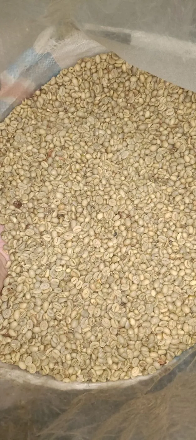Green bean kopi dalam kemasan karung